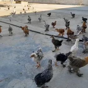 Ĵŭÿje