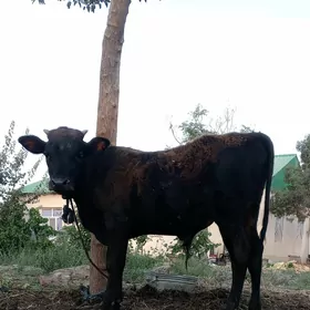 öküz siwes yerli tohum