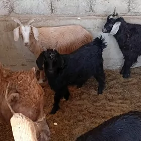 Çewiş