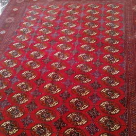 HALI PALAS HER HILI GORNUSDE