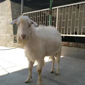 Ak kelek işşek teke