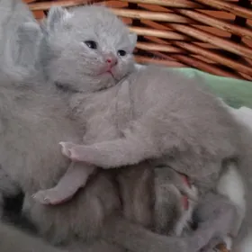 Шотландские котята