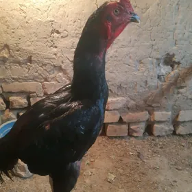 Horaz