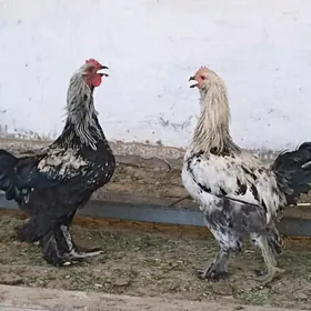 Bramo' towuklar we horazlar