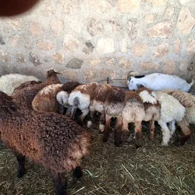 tokly geci goyyn cebiş
