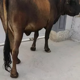 sygyr