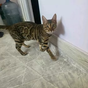 Bengal pişik