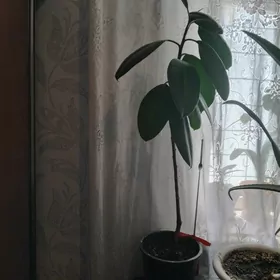 фикус
