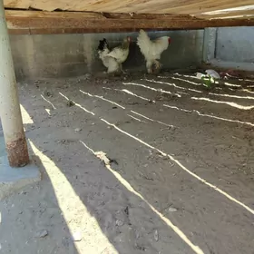 tawuk brama
