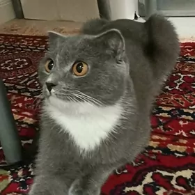 pişik