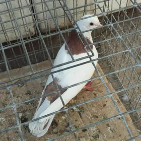 kepderi