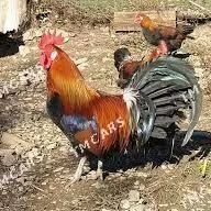 horaz