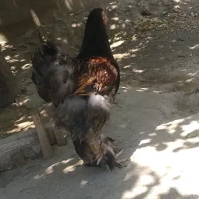 brama laşed