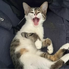 Котенок