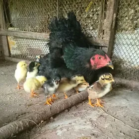 Taşkent. ýumurtga