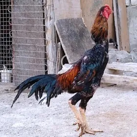 Taşkent horaz