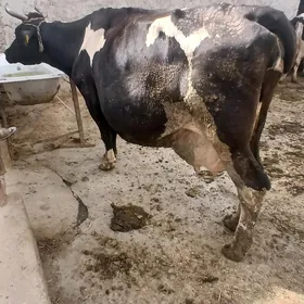 Golişteýn Sygyr
