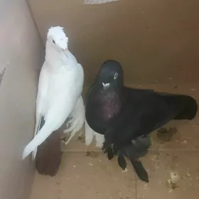 кепдер