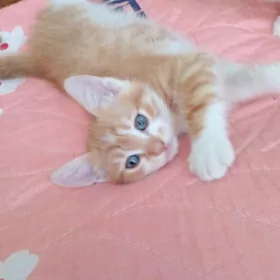 котёнок