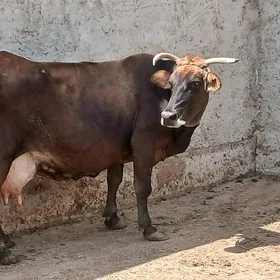 Şwes Tohum Sygyr