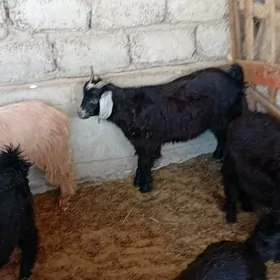 Çewiş