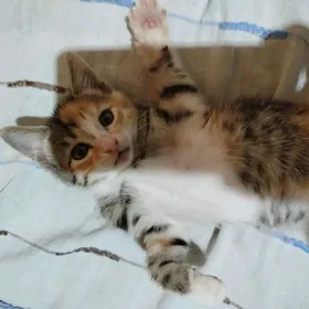 котята