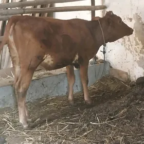 unajinlar