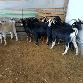 Geçi bakynmaga