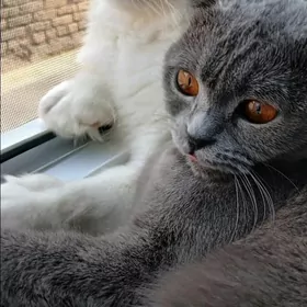 британские  котята