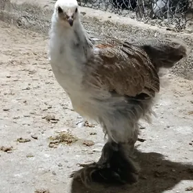 balgar juyje
