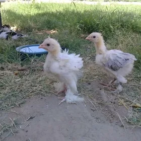 Жуже