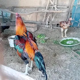 horaz