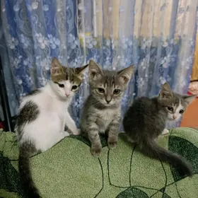 домашние котята