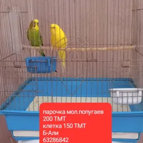 Волнистые папугаи