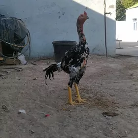 horaz taśkent jujen