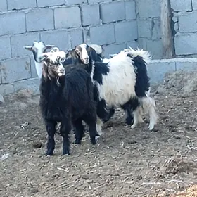 geçi
