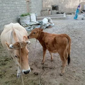Goleli sygyr