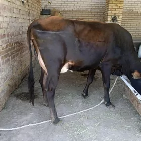 GÖLELI ŞIWES SYGYR