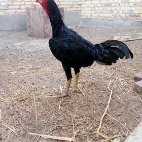 wetnam