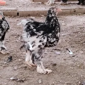 Brama Mramyr
