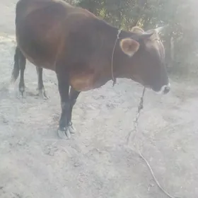 göleli sygyr