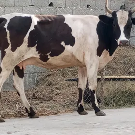 GİBRİT BOGOZ TÜWE