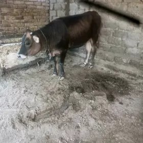 tüwe