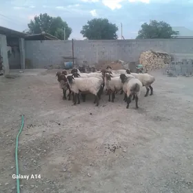 Gysyr goyun