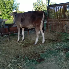 tüwe
