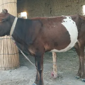 Gulajyn göle 1,5 ýaş gole