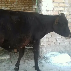 Öküzçe