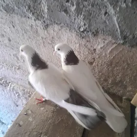 Kepderi