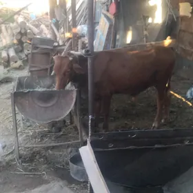 OKUZÇE