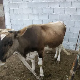 bogaz sygyr we tüwe